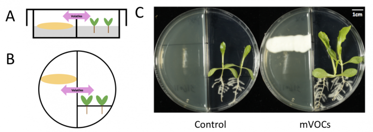 由土壤篩出之微生物揮發物促進植物生長