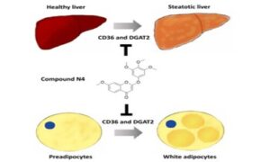 Identification of a 2-phenoxychromone derivative as a novel inhibitor of lipid droplet formation in hepatocytes and adipocytes