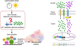 GLR channels are required for rhythmic scent emission in Phalaenopsis bellina