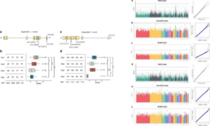 Whole-genome resequencing-based GWAS reveals loci associated with yellow leaf disease resistance in Phalaenopsis